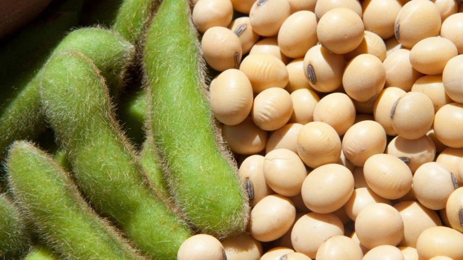 The soybeans export from Ukraine is reaching the indicators of the export of wheat